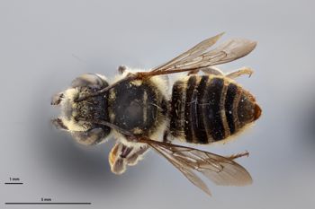 Media type: image;   Entomology 790837 Aspect: habitus dorsal view